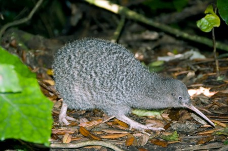 Little Spotted Kiwi (Apteryx owenii)
